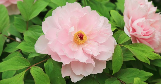 201902024.2019新品种-玉芙蓉.jpg