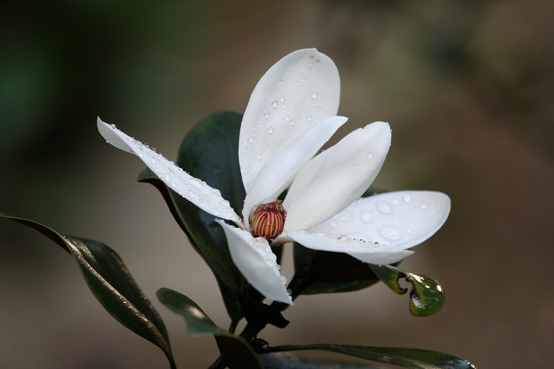 2.国家二级重点保护野生植物 广东含笑Michelia guangdongensis（杨科明 摄）.JPG
